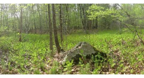 Spring Swamp at East Foss Farm