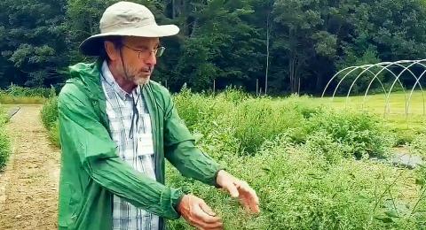 A photo of NHAES researcher Tom Davis wearing a green windbreaker, plaid shirt and floppy rimmed hat while standing in a field of quinoa plants at UNH's Woodman Horticultural Farm.