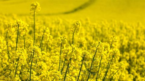 A photo of a field of canola flowers