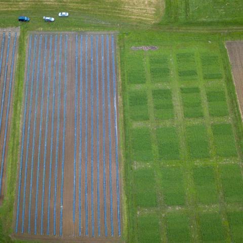 Kingman research farm